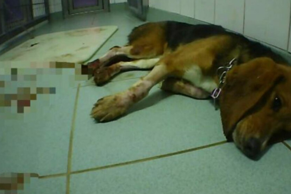 Ein Hund verendet qualvoll nach einem Versuch im LPT.