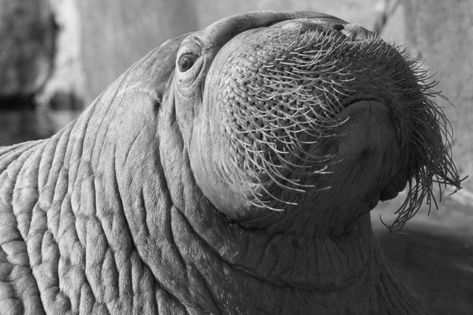 Tierpark Hagenbeck trauert: Walross Odin stirbt auf tragische Weise