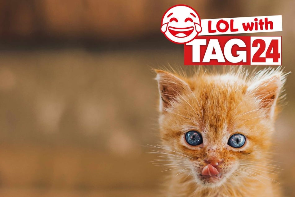 Joke of the Night for November 1, 2025: A kitty silly for Caturday