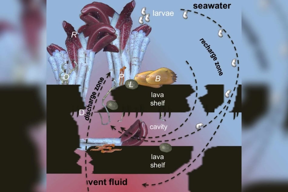 One theory is that the larvae get under the crust with cold deep-sea water where it mixes with the hotter water created by earthquakes and eruptions "and then they get spilled out at the surface and settle," said Monika Bright, a marine biology professor at the University of Vienna and co-author of the Nature study.