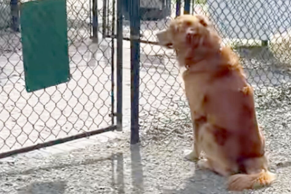 Golden Retriever starrt regungslos auf Zauntor: Der Grund lässt Herzen brechen