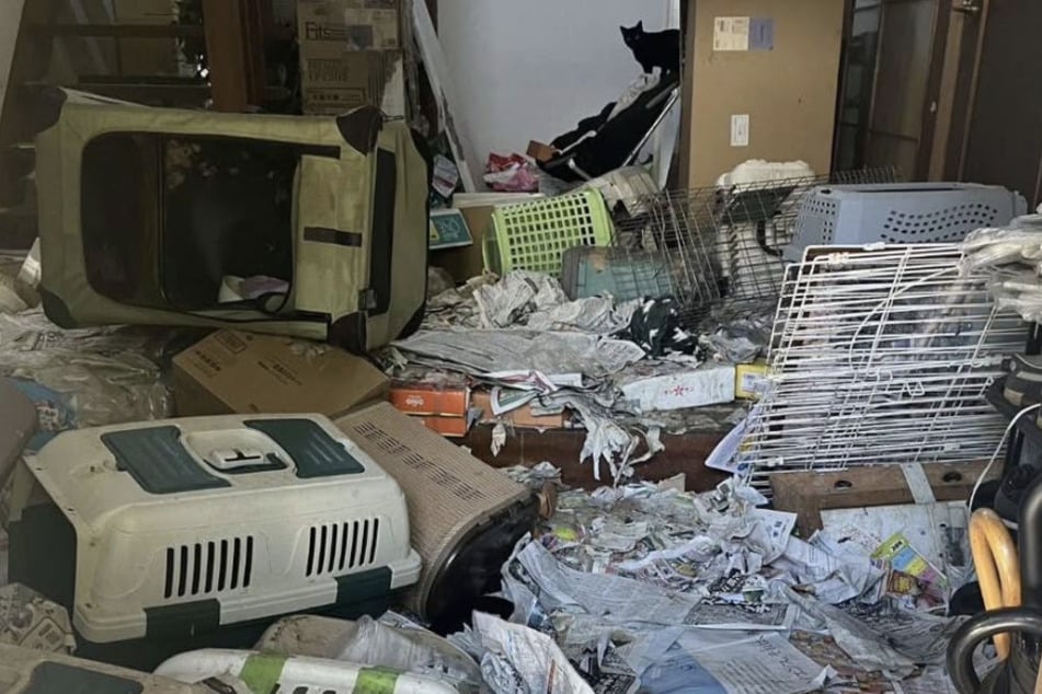 "Around 100" dead cats discovered at horror house of Japanese animal welfare group worker