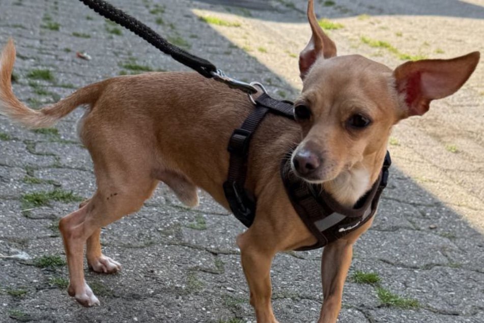 Der kleine Gismo war vor einigen Wochen als Fundhund bei den Kölner Tierrettern gelandet.