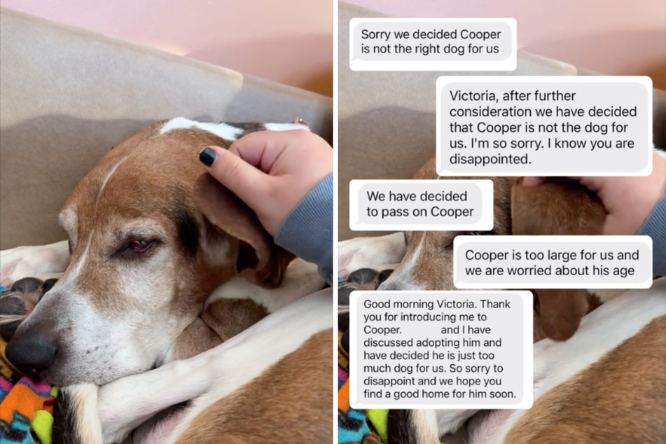Cooper the dog likes to cuddle and nap, as a now-viral TikTok shows.