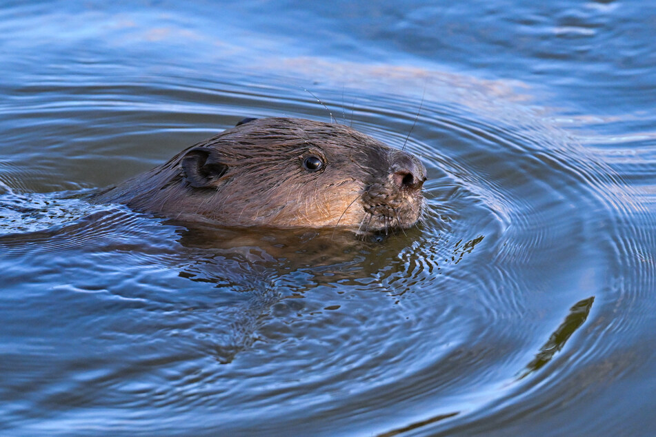 Die Tiere verursachen jedes Jahr hohe Kosten.