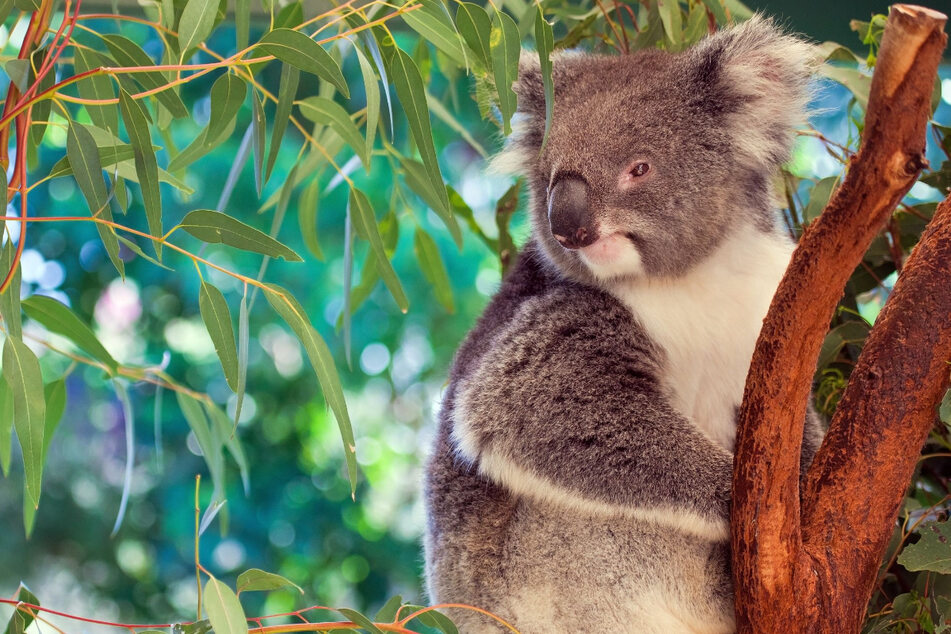 In Australien wachsen die höchsten Bäume der Welt, Eukalyptus. Das wissen die knuffigen Koalas zu schätzen, die sich ausschließlich davon ernähren.