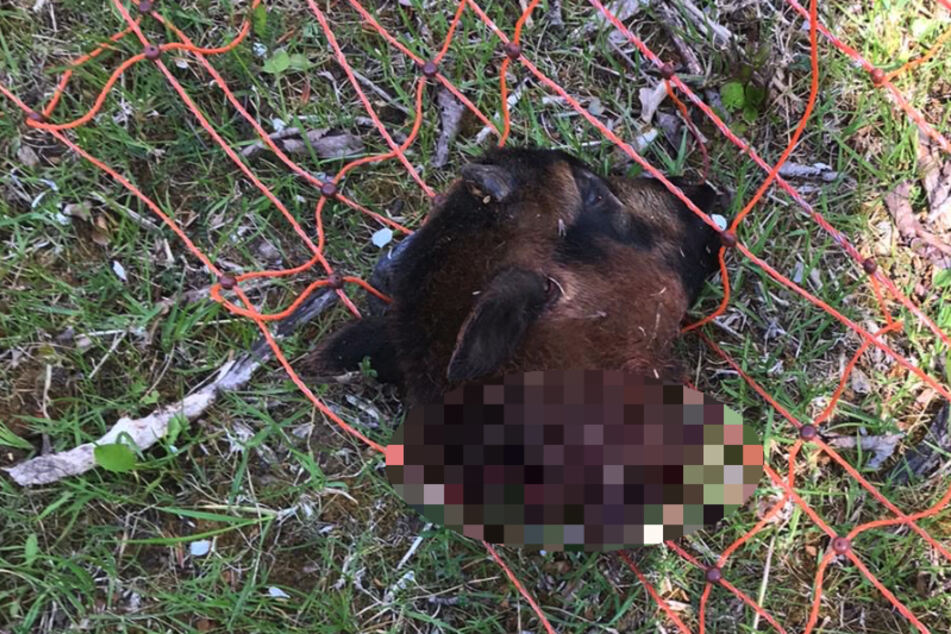 Unbekannte enthaupteten im thüringischen Bleicherode zwei Schafe. Insgesamt 1500 Euro Belohnung winken demjenigen, der Angaben zu den Tätern machen kann.