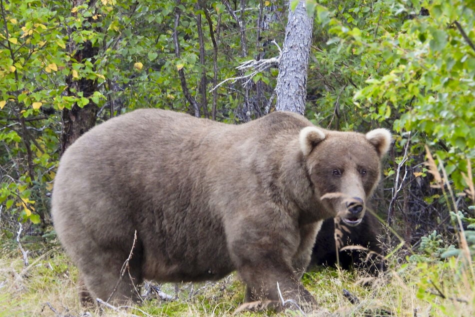 Braunbärin Grazer gewann bereits zum zweiten Mal in Folge die "Fat Bear"-Wahl.