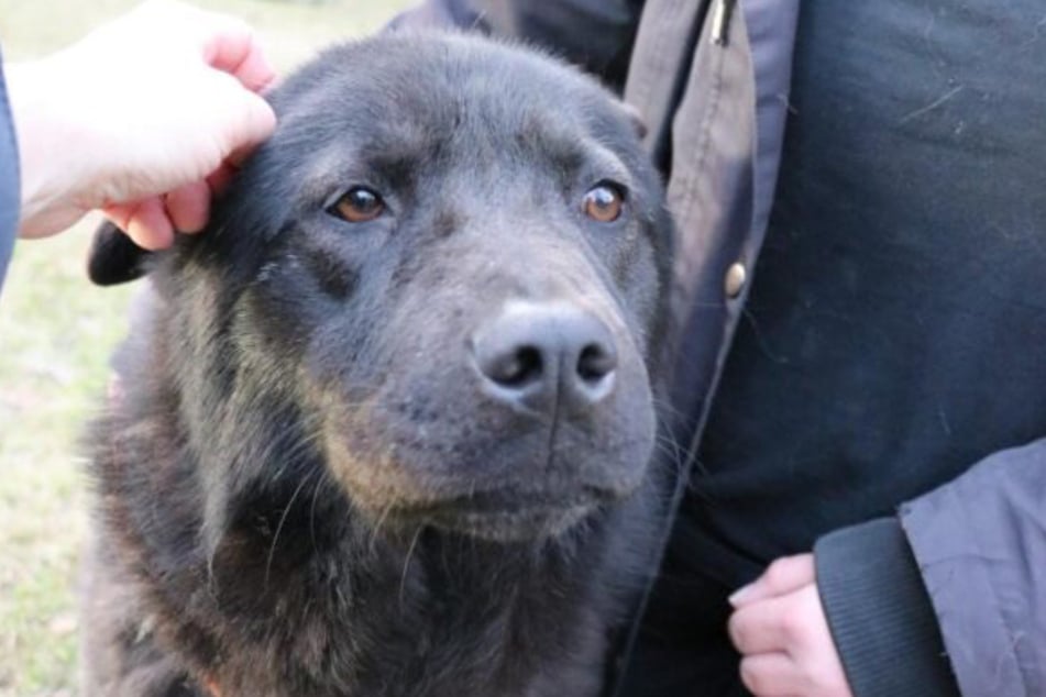 Henriette pochodzi z Rumunii.