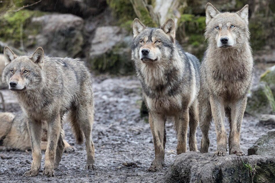 Notorious zoo kills three wolves and a brown bear to expand other animal habitats