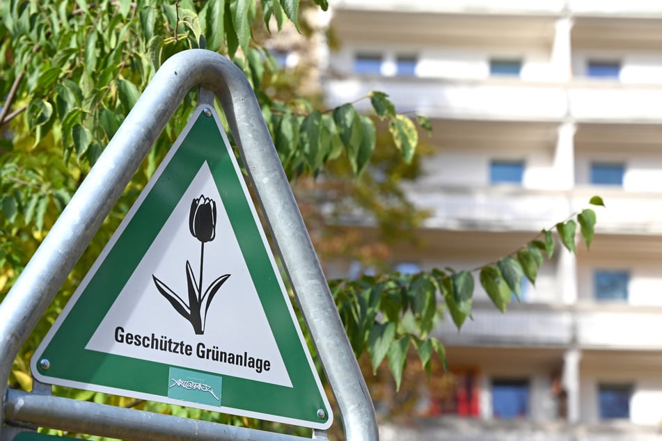 Berlin soll im Zuge einer Baum-Offensive künftig noch grüner werden.