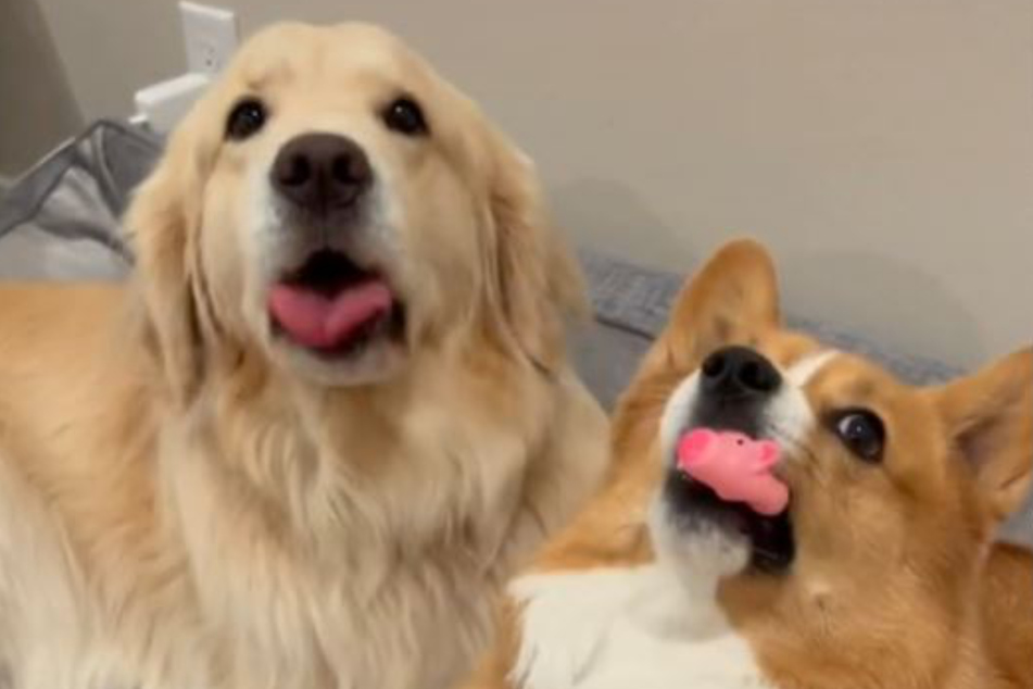 Golden Retriever Maui und Corgi-Dame Ruby in einem selten harmonischen Moment.