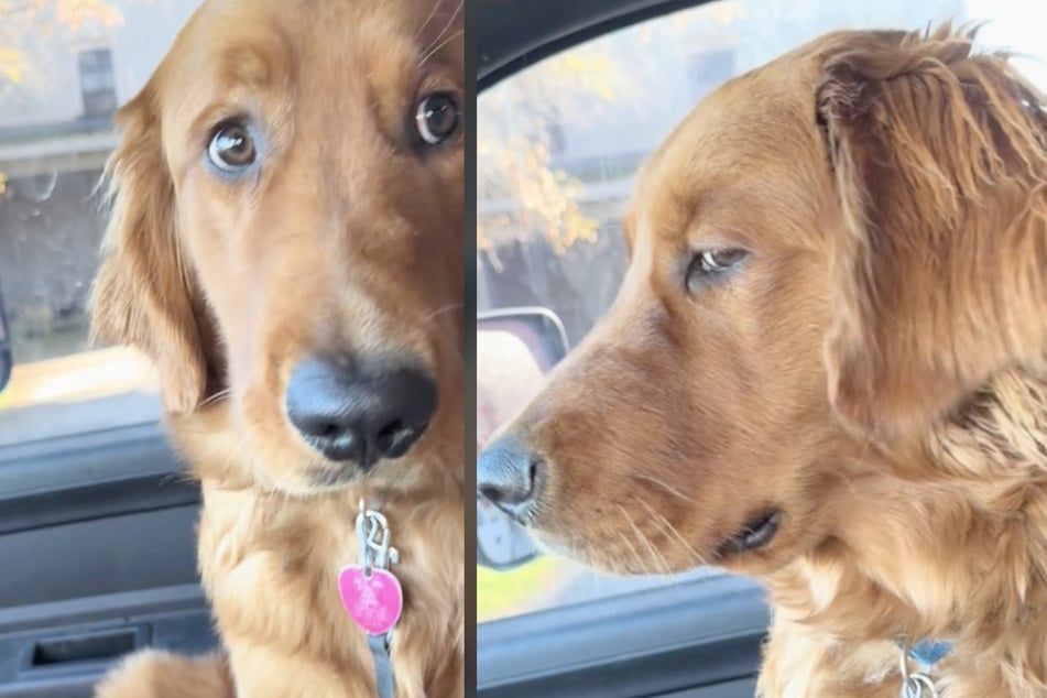 Golden Retriever "Rusty" wirft seinem Besitzer einen ziemlich eindeutigen Blick zu, als der ihm eine wichtige Frage stellt.