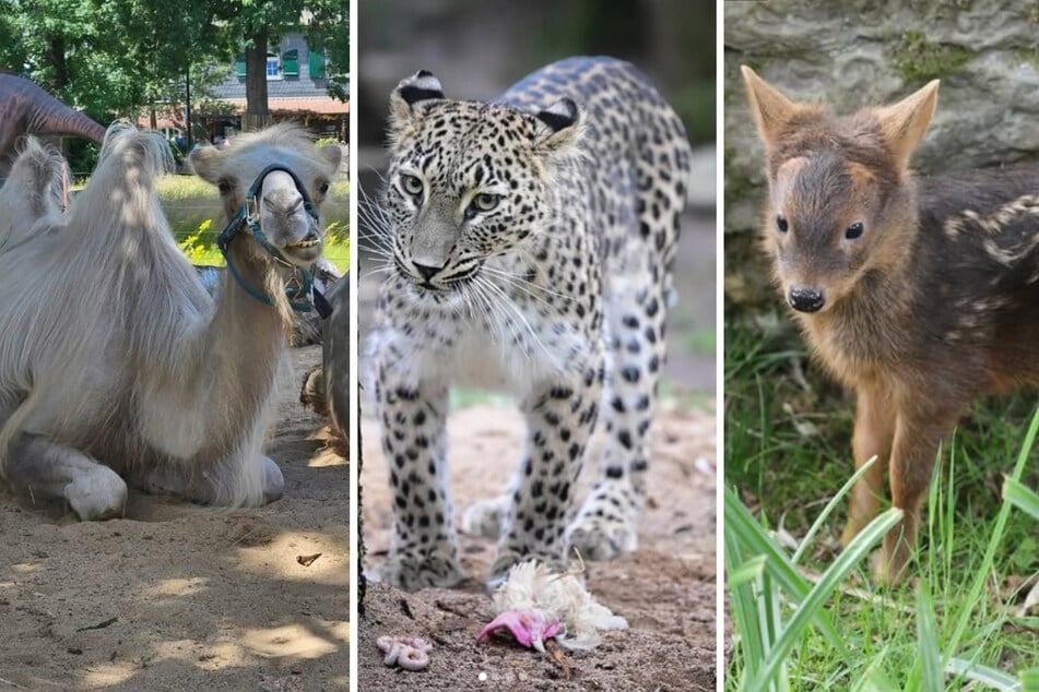 Auf Instagram teilt der Kölner Zoo mit seinen 57.000 Fans immer wieder Einblicke in seine Tierwelt.