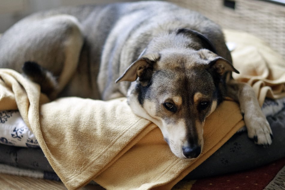 Hunde werden nachts häufig mit ihrem Körbchen im Flur geparkt.