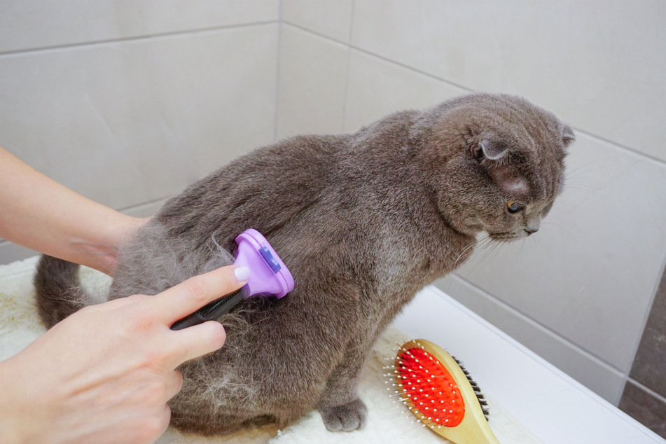 Cat de-shedding brushes are extremely important if you want to stop fur balls.