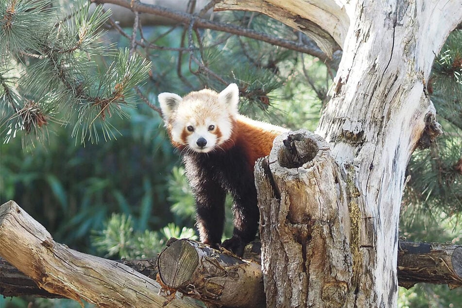 Seit Juni wohnt der Rote Panda Kamala in Leipzig. Sie kommt aus einem Zoo in Frankreich und soll zusammen mit Männchen Asa für Nachwuchs sorgen. (Archivfoto)