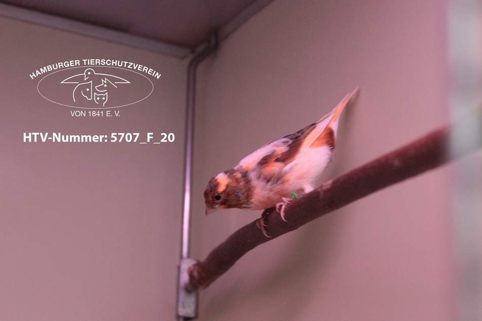 Kennt ihr diesen kleinen Kanarienvogel?