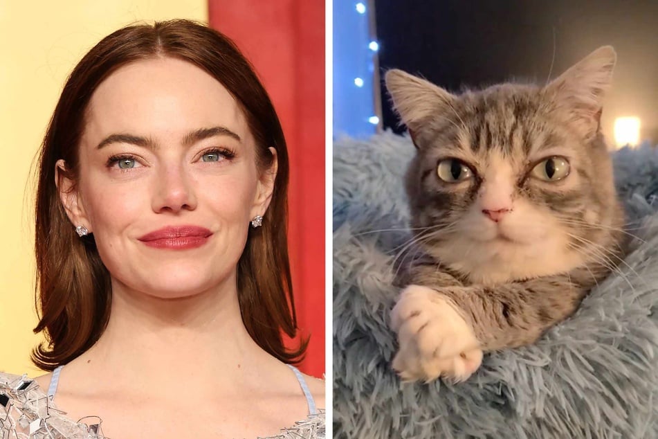A dwarf cat who "looks like Emma Stone" is winning hearts on TikTok for her strikingly cute features and lovable personality!