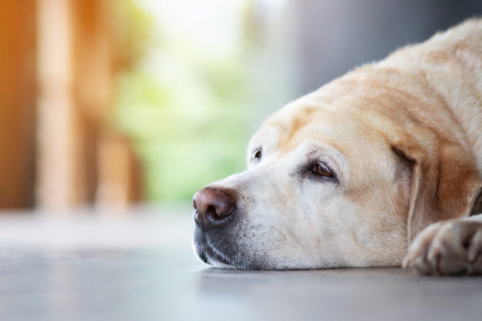 Wie gefährlich sind manche Gewürze für Hunde wirklich?