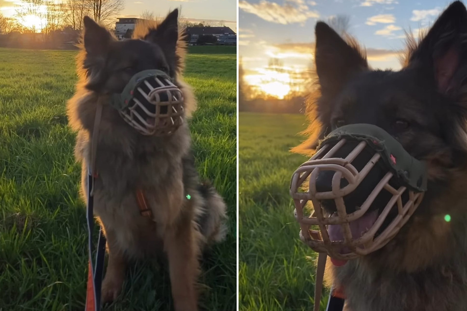 Schäferhund Henri liebt Sonnenuntergänge und ausgedehnte Spaziergänge.