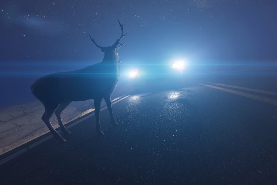 Nach einem Wildunfall wurden einem verendeten Hirsch beide Geweihstangen abgesägt und gestohlen. (Symbolbild)