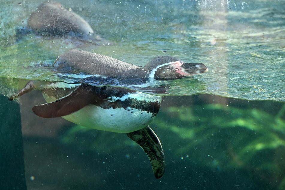 Die 21 Humboldt-Pinguine sind schnell gezählt.
