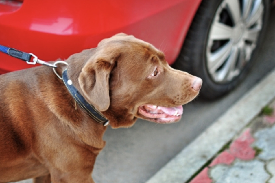 Bei gut sommerlichen Temperaturen musste der Hund neben dem Auto seines Frauchens herlaufen. (Symbolbild)