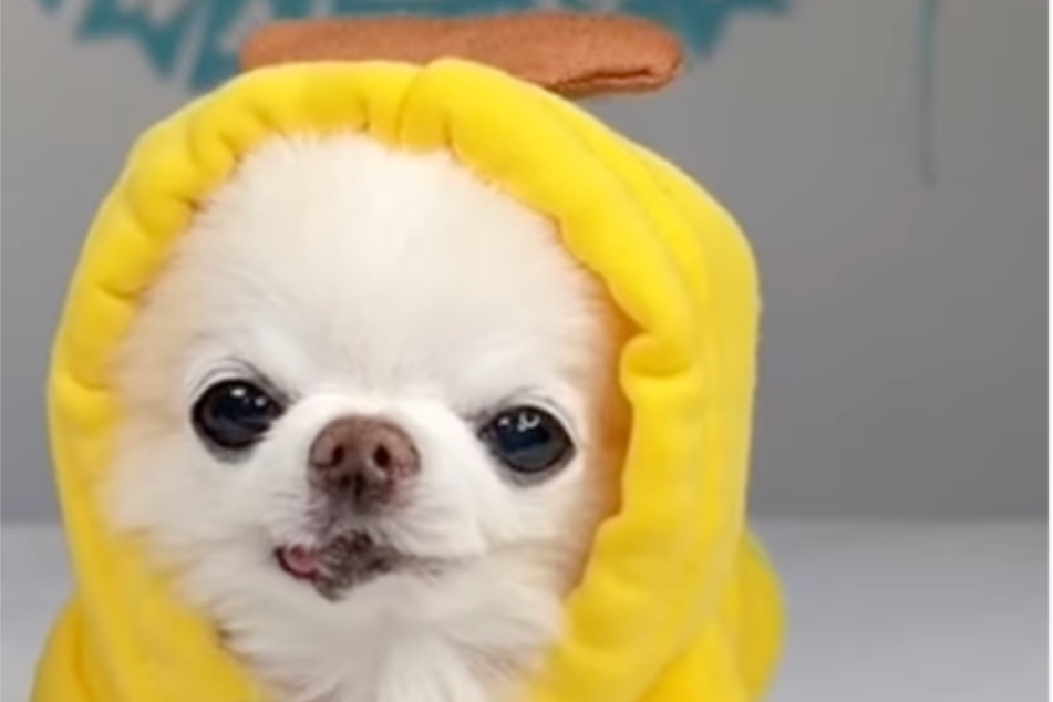 Wer kann diesem zuckersüßen Blick nur widerstehen? Ein Chihuahua lässt sich im coolen "Hoodie-Look" ablichten.