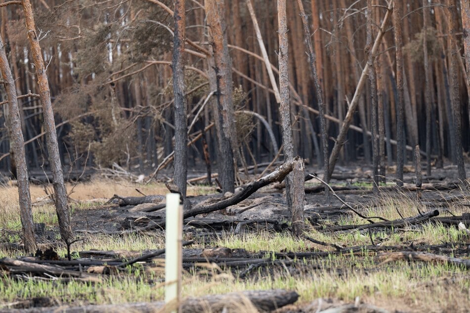In der Gohrischheide sind 2400 Hektar Wald verbannt.