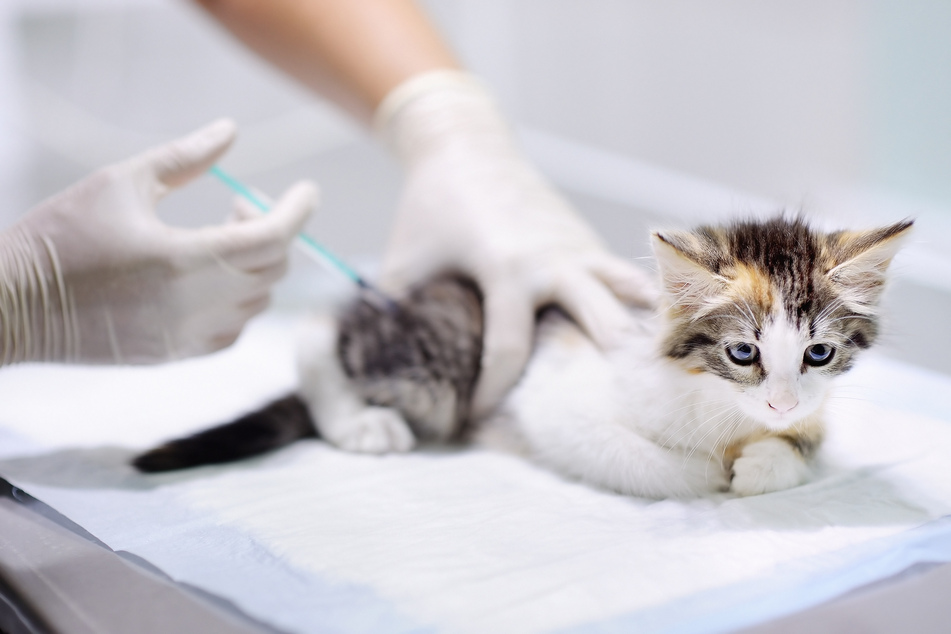 Worldwide, about 90 cases have been reported in cats and 60 in dogs.