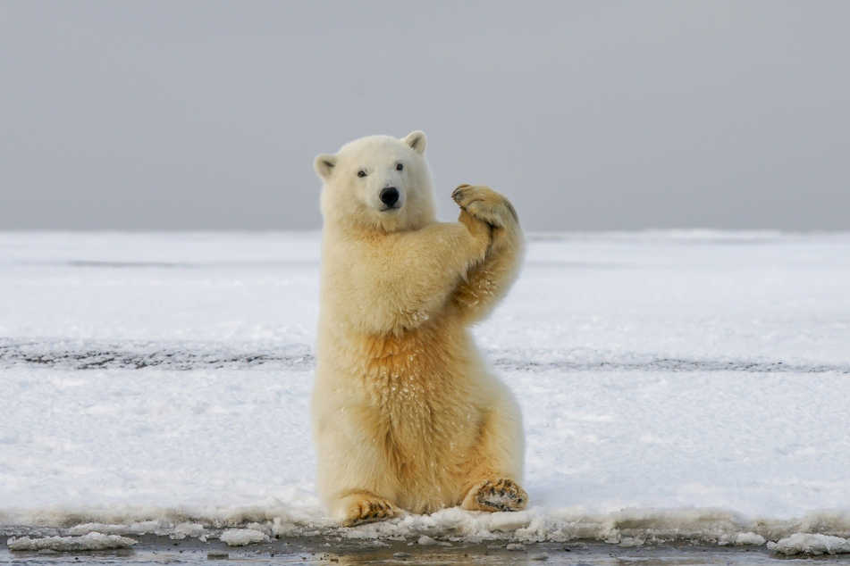 As the ice melts, it will become too thin to support the weight and activity of polar bears.