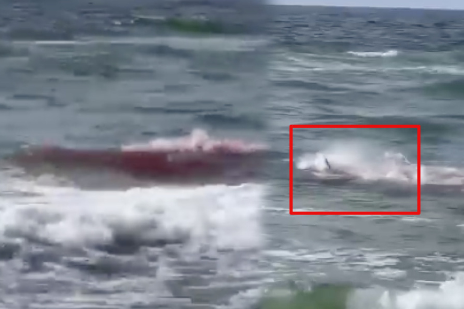 Ein Hai und ein Delfin kämpfen miteinander am Long Beach. (Fotocollage)