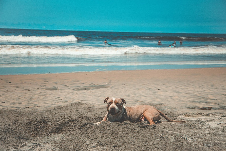 Hunde müssen auch am Strand einen Schattenplatz zur Verfügung gestellt bekommen.