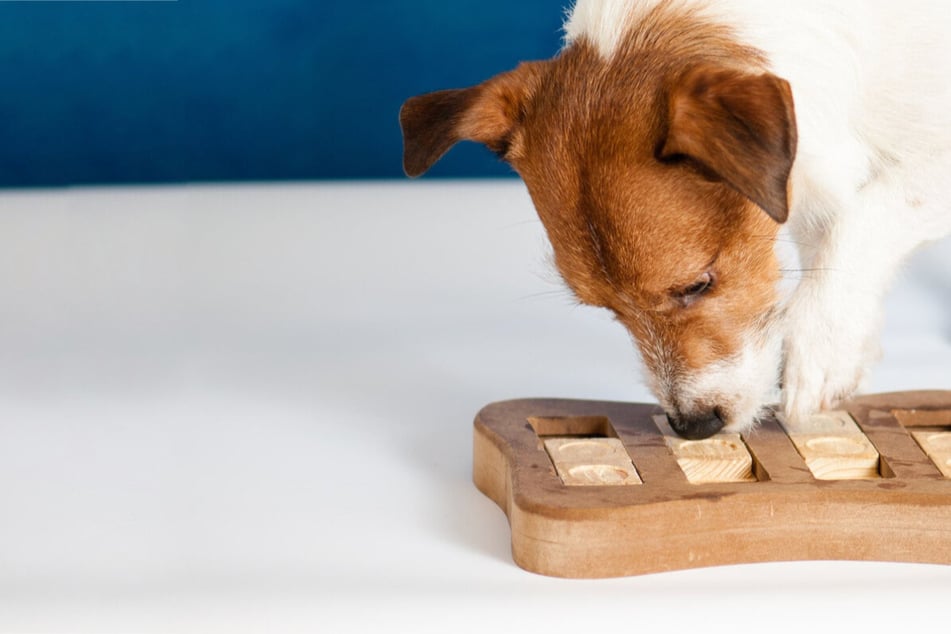 Best puzzles for dogs: Five search and treat-based dog puzzles to try at home
