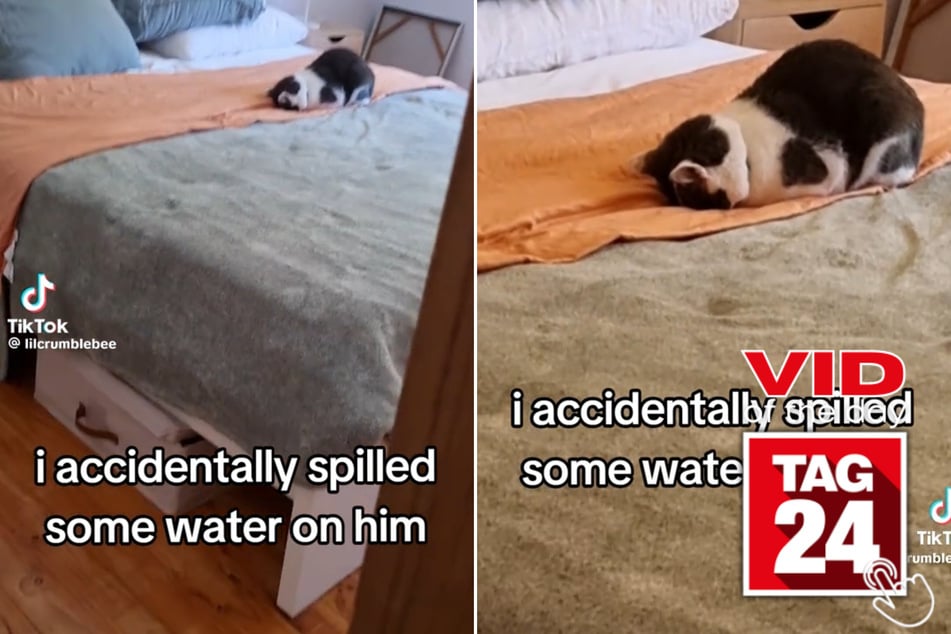 In today's Viral Video of the Day, a cat had the most dramatic reaction to his owner accidentally spilling some water on him!