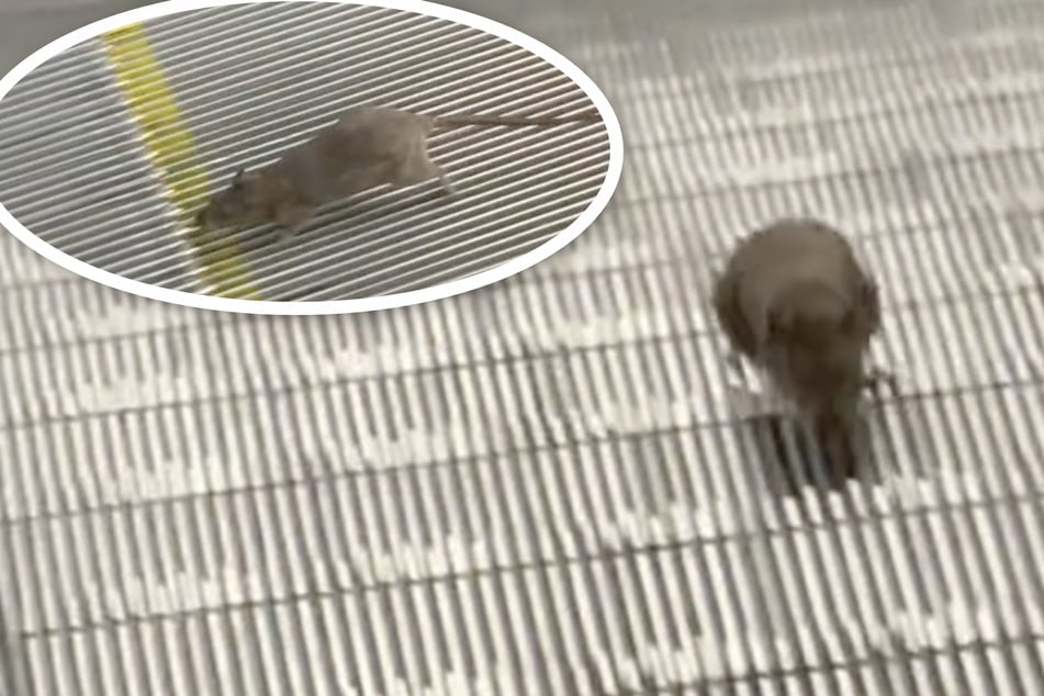Ratte geht viral: Kleiner Nager müht sich auf Rolltreppe ab