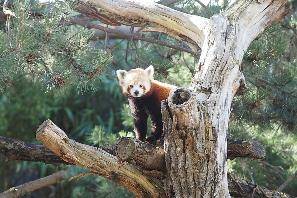 Ob das Panda-Mädchen nach der US-Politikerin Kamala Harris benannt ist, ist nicht bekannt. Sie ist geboren, als in den USA der Präsidentschaftswahlkampf in vollem Gang war. Gut möglich also, dass daher die Inspiration kam.