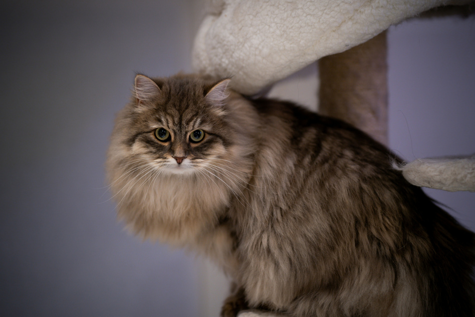 Siberian cats are proof that a cat can be both fluffy and hypoallergenic.