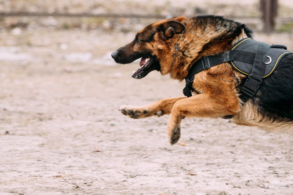 In der Altmark wurde ein Kind von zwei Hunden angegriffen. (Symbolbild)