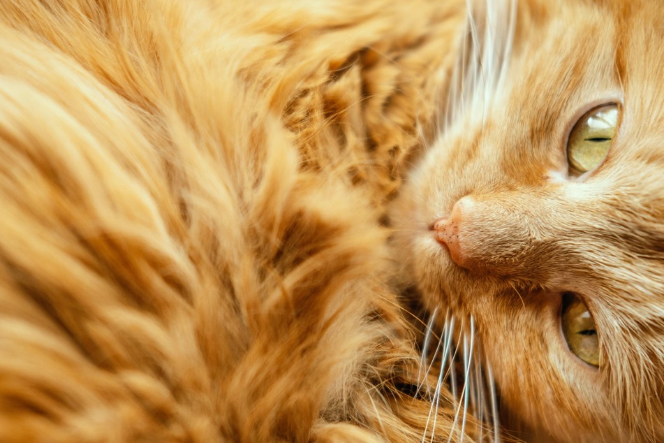 Shedding cats will experience an increase in fur balls.