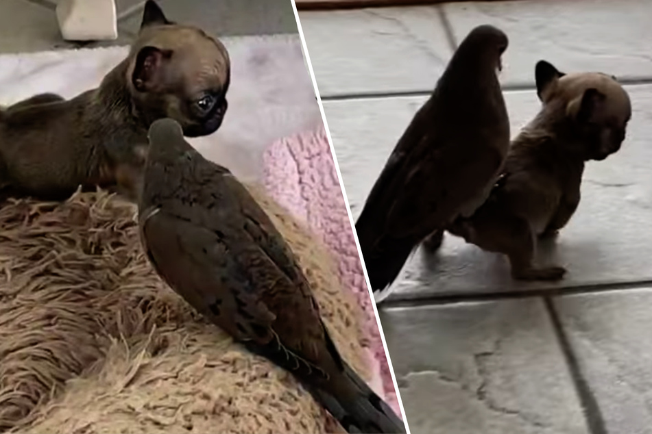 Shy puppy and rescued dove become inseparable friends!