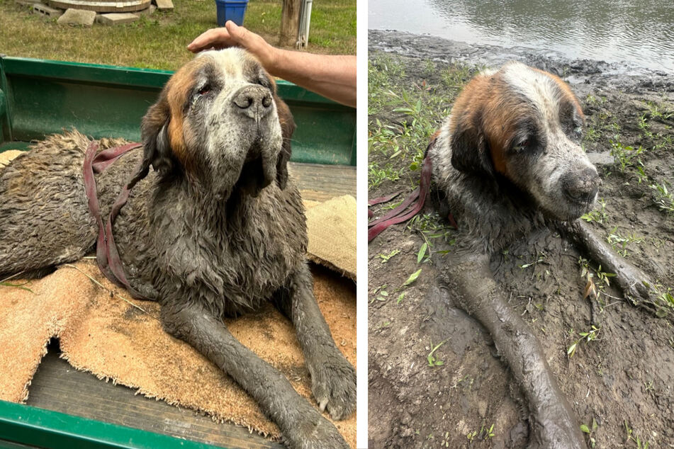 Dog stuck in mud gets dramatic rescue by bachelor party attendees