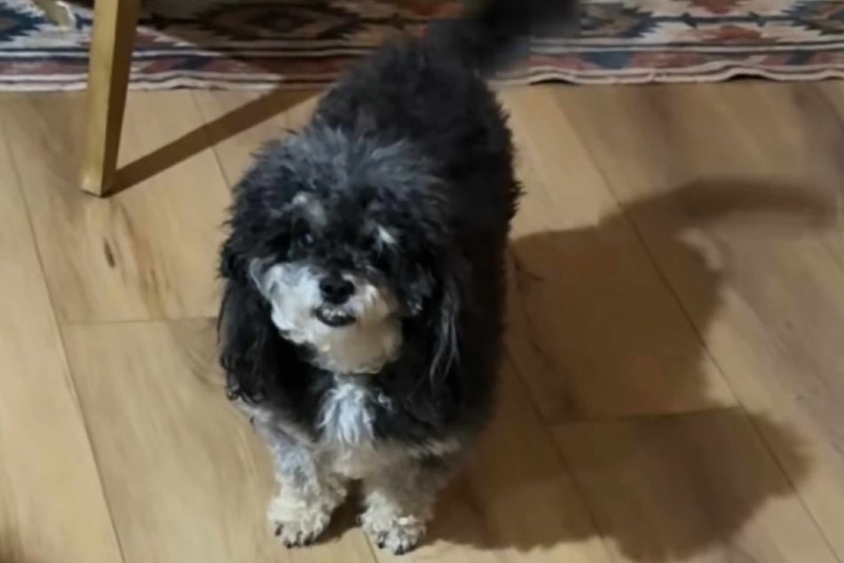 Überraschung! Ryder ist auf einmal wieder putzmunter.