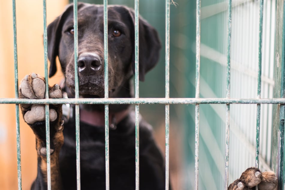 Schreckliche Bilder! Horror-Silvester drängt Tierheim zu drastischer Forderung
