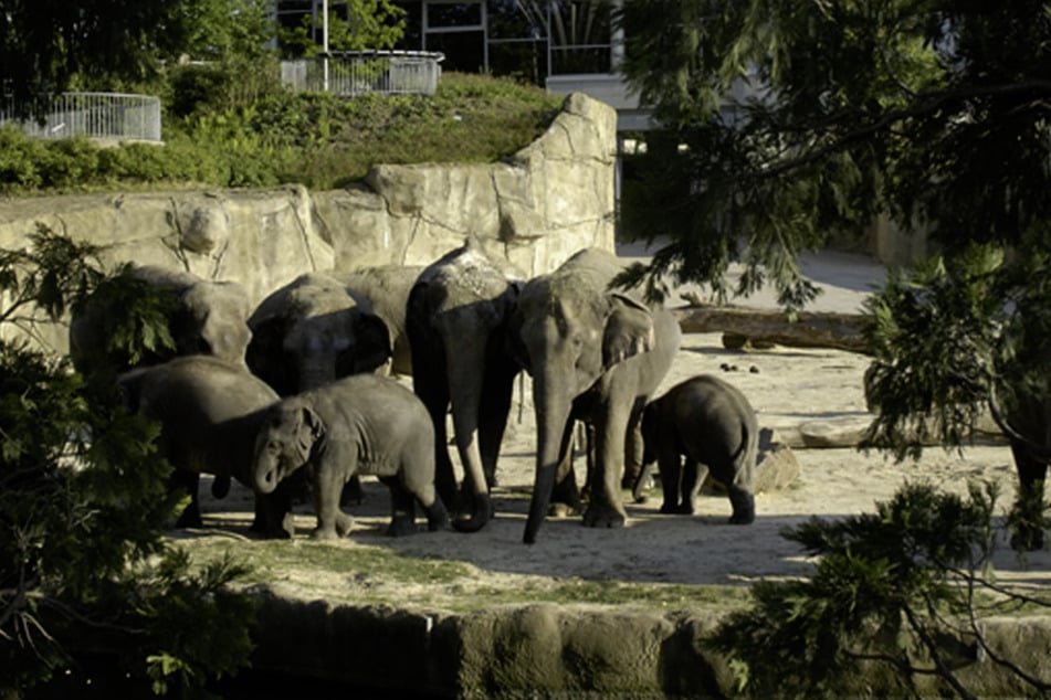 Elf Asiatische Elefanten leben im Kölner Elefantenpark, dem nach eigenen Angaben mit 20.000 Quadratmetern größten Elefantenpark nördlich der Alpen.