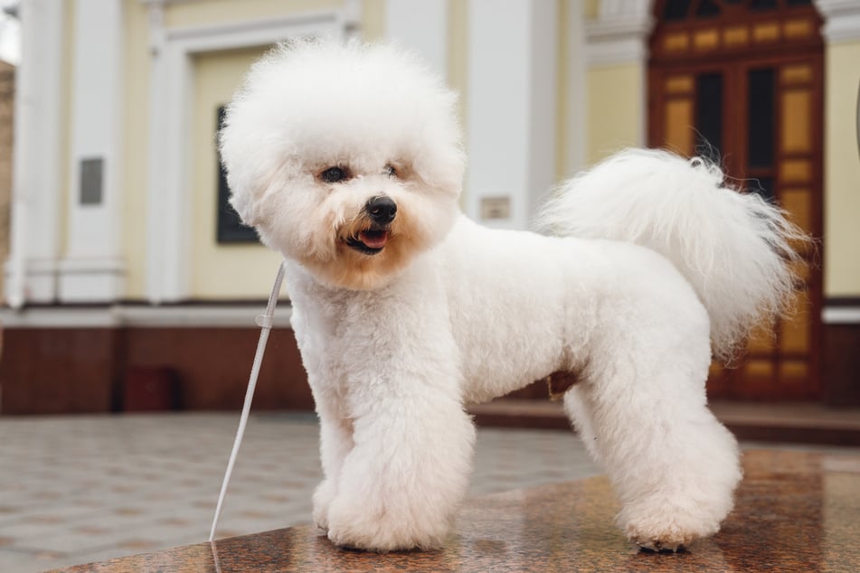 The Bichon frisé is a charming and enchanting doggo.