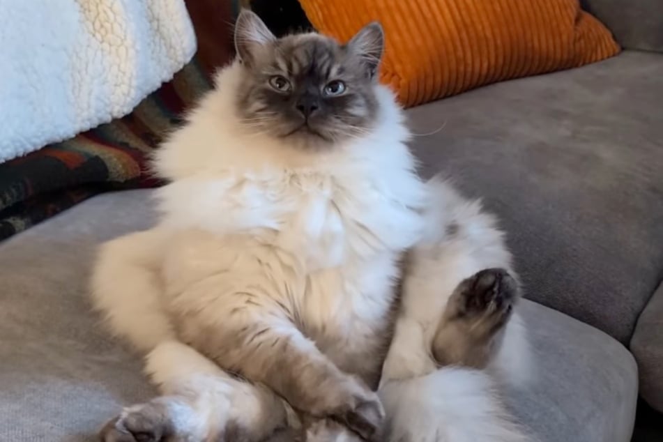 Das ist mal ein Sprung! Kater Sprout sieht beinahe so aus, als hätte er ein Kostüm an.