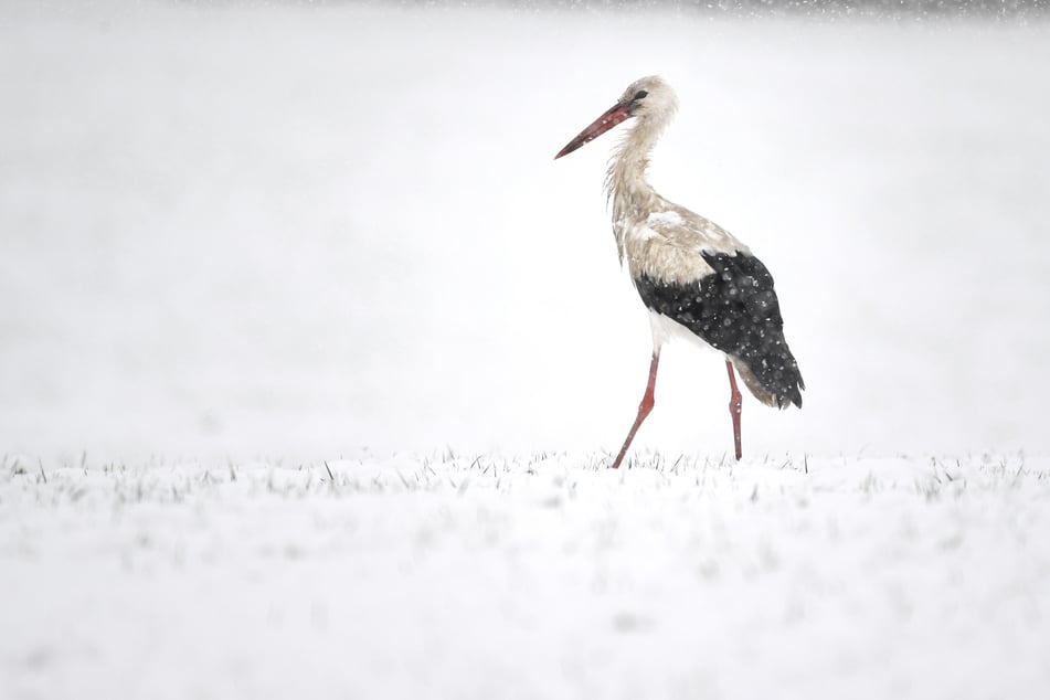 Die Polizisten halfen dem Storch. (Symbolfoto)