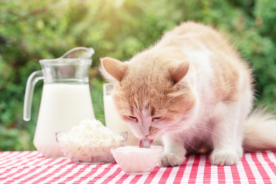 Naturjoghurt enthält weitaus weniger Laktose als Milch, weshalb manche Katzen diesen in geringen Mengen vertragen.